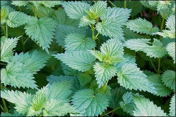 Stinging nettle - a folk remedy that improves male sexual performance